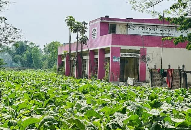 বইয়ের ঘ্রাণ নয়, নাকে আসছে তামাকের বিষ: ঝুঁকিতে চকরিয়ার ১৯ বিদ্যালয়ের শিক্ষার্থী