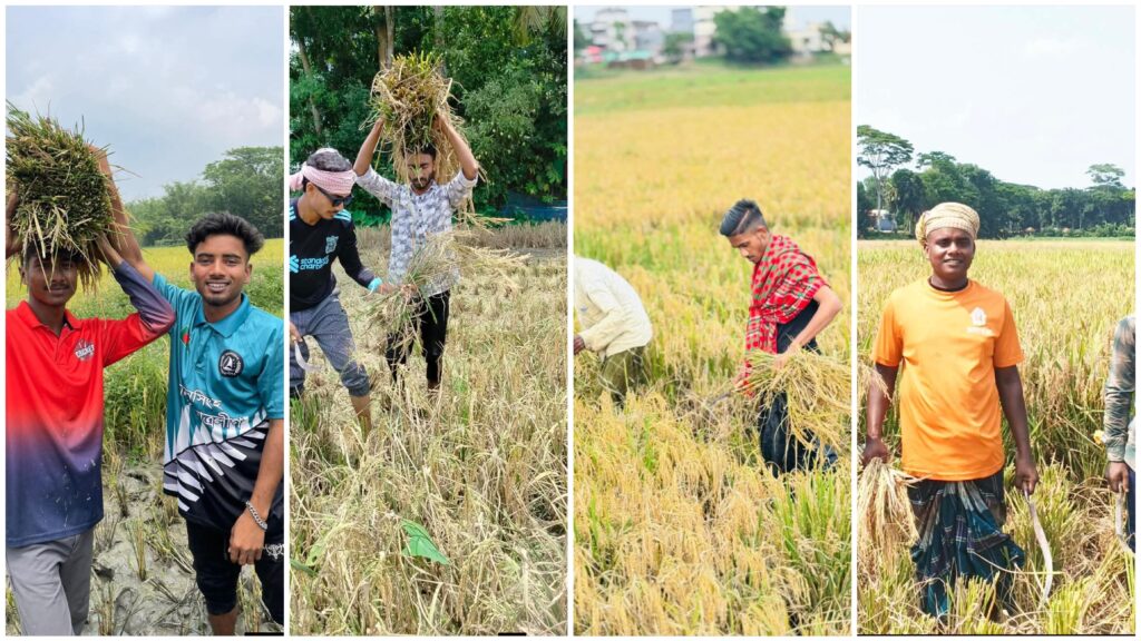 কৃষকের পাশে ছাত্রলীগ: রোদে পুড়ে ধান কেটে দিচ্ছে নেতা-কর্মীরা