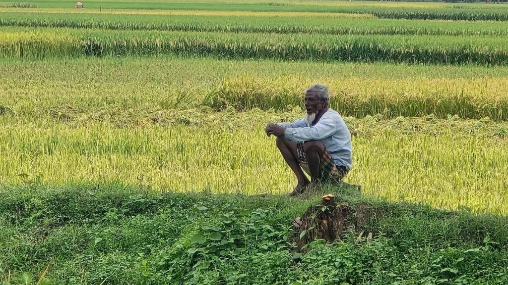 সরকারি দামে মিলছে না সার, বস্তাপ্রতি ৬০০ টাকা বেশি নেওয়া হচ্ছে