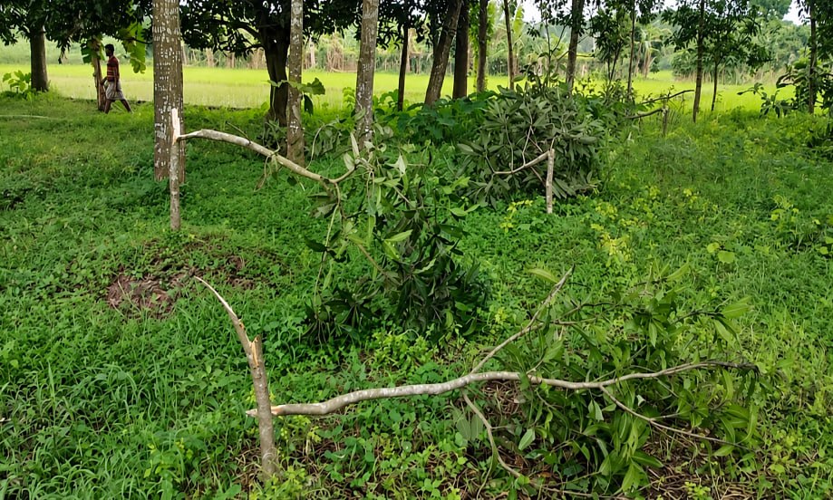 চাঁদা ও শারীরিক সম্পর্কে সম্মতি না দেওয়ায় নারী উদ্যোক্তার ফসল কাটার অভিযোগ দুই বিএনপি কর্মীর বিরুদ্ধে