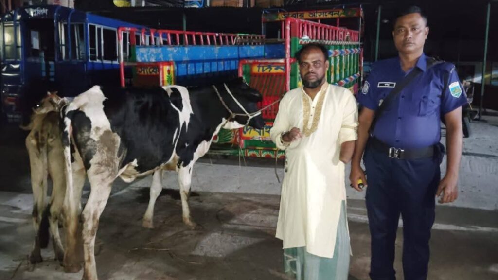 পাবনায় বাড়ির ভূগর্ভস্থ ঘর থেকে ২ চোরাই গরুরসহ যুবদল কর্মী আটক